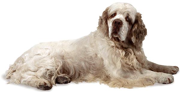 CLUMBER SPANIEL